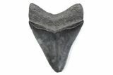 Serrated, Fossil Megalodon Tooth - South Carolina #370464-1